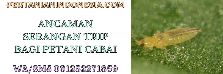 ancaman,serangan,hama,thrips,cabai